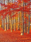 Венгрия. Осень