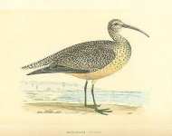 Esquimaux Curlew