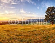 Панорама с одиноким деревом