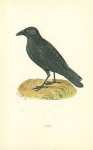 Crow