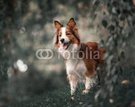 Proud border collie dog
