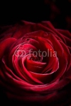 Роза 4