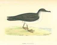 Manx Shearwater