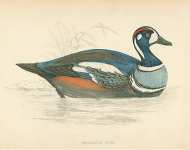 Harllequin Duck