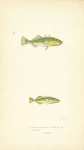 Three-spined Stickleback, Tinker