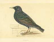 Starling