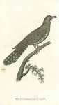 White-throated Cuckow