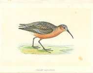 Curlew Sandpiper