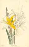 Amaryllis Aurea