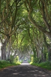 Ирландия. Буковая аллея Dark Hedges