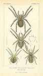 Lycosa Latreilleii, Epeira angulata Walck, Epeira genistoe, Epeira Herii Hahn