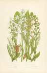 Green Habenaria, Small White h., Lesser Butterfly Orchis, Great Butterfly Orchis, Green Man o., Gree