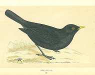 Blackbird