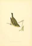 Yellow-Browed Warbler