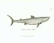 Basking Shark, female