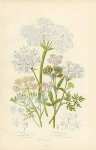 Cow Parsnip, Small Hart-wort, Great Hart-wort, Coriander, Hemlock