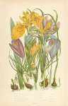 Yello Water Iris, Stinking I., Columnas Trichonema, Purple Spring Crocus, Least Spring c. Golden c.,