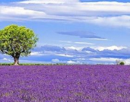 Франция, Прованс. Панорама с цветущей лавандой и деревом
