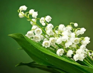 Ландыши 5