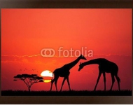 Жирафы на закате
