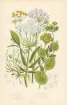 Water-parsnip, Narrow-leaved w.p., Narrow-leaved Hares ear, Common h.e., Slender h. e., Falcate-leav