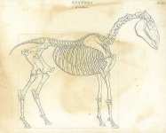 Anatomy of the Horse