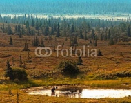 Лось купается в озере