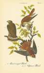 Broad-winged Hawk, Sparrow Hawk