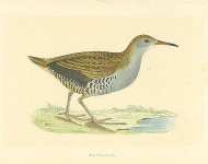 Water-Rail