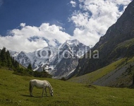 Дикая лошадь в горах Кыргызстана