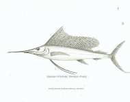 Broad-finned Sword-fish