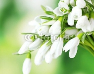 Подснежники 10