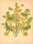 Cassia Marylandica