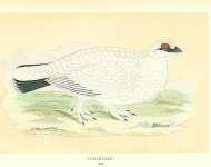 Ptarmigan