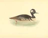 Hooded Merganser