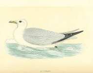 Kittiwake