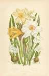 Common Daffodil, The Poets Narcissus, Pale n., Snowdrop, Summer Snow Flake