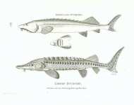 Isinglass Sturgeon, Common Sturgeon