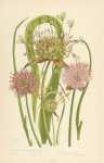 Bulbiferous Great Round Headed Garlic, Chive g., Crow g., Small Round Headed g.