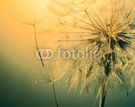 Beautiful dandelion