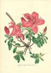 Azalea Indica Danielsia