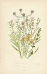 Jersey Cudweed, Highland C.,Marsh C.,Dwarf C., Narrow Leaved Filago,Least F.