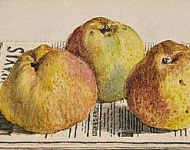 Still Life with Three Apples and a Newspaper 