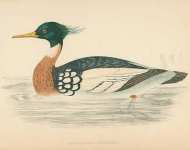 Red-Breasted Merganser