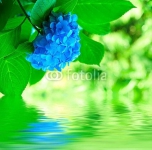 Вода и гортензия