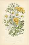 Sea Chamomille, Ox-eye c., Corn c., Stinking c., Sneeze-wort Yarrow, Dotted-leaved y., Common-milfol