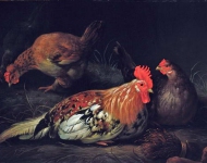 Cuyp Albert - Петух с тремя курицами