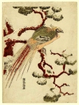 Золотой фазан на заснеженной сосновой ветке