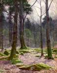 Лесной поляне в Bettws-у-Coed, Северный Уэльс
