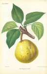 Poire Bergamote Leseble